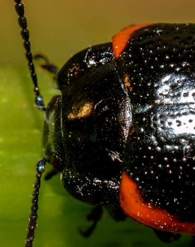 Réf. 255 586 : Chrysolina sp.